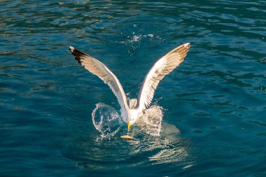 Geniş kanatlı dev bir beyaz martı Yunanistan 'ın Akdeniz sularında yiyecek yakalıyor.