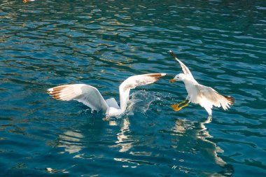 Yunanistan 'ın Kiklad Adaları' ndaki Akdeniz 'in kristal mavi sularında yiyecek için savaşan iki büyük beyaz martı..