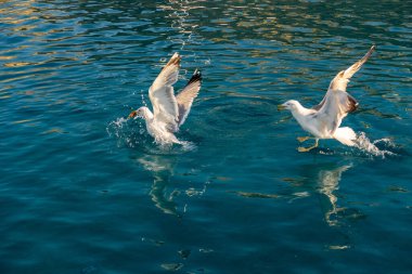 Yunanistan 'ın Kiklad Adaları' ndaki Akdeniz 'in kristal mavi sularında yiyecek için savaşan iki büyük beyaz martı..