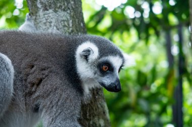 Kürklü, beyaz ve gri lemurlar (latince: lemur catta) canlı yeşil yapraklarla ağaçta oturuyorlar. Çita Kayası, Zanzibar 'daki hayvan koruma merkezi..