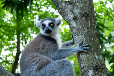 Kürklü, beyaz ve gri lemurlar (latince: lemur catta) canlı yeşil yapraklarla ağaçta oturuyorlar. Çita Kayası, Zanzibar 'daki hayvan koruma merkezi..
