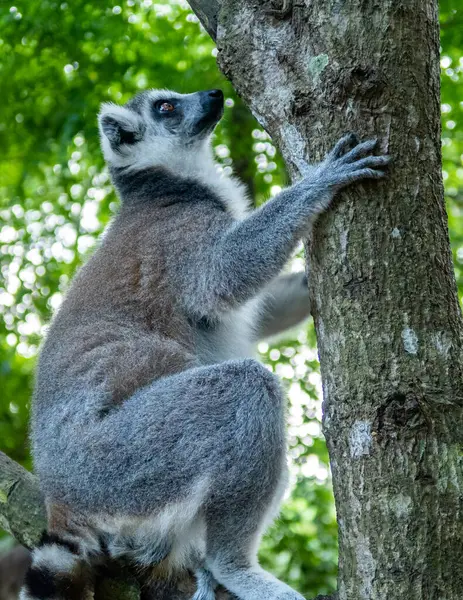 Lémur Peludo Blanco Gris Latín Lemur Catta Trepando Árbol Fondo — Foto de Stock