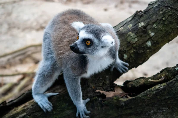 Curioso Lémur Peludo Blanco Gris Latín Lemur Catta Sentado Árbol — Foto de Stock