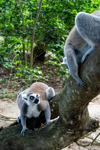 Dos Lémures Peludos Blancos Grises Latín Lemur Catta Peleando Árbol — Foto de Stock