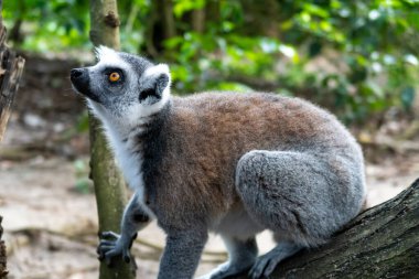 Ağaçta oturan tüylü beyaz ve gri lemurlar (latince: lemur catta). Çita Kayası, Zanzibar 'daki hayvan koruma merkezi..