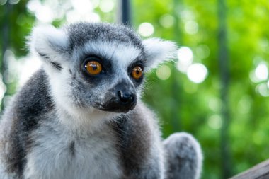 Büyük kahverengi gözlü (Latince: lemur catta) beyaz ve gri lemurun yakın plan portresi canlı yeşil arka planla önümüze bakıyor. Çita Kayası, Zanzibar 'daki hayvan koruma merkezi..