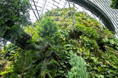 Singapur, 22 / 01 / 19. Singapur Körfezi yakınlarındaki Bahçeler 'deki Bulut Ormanı Konservatuarı' nda serin, nemli yeşil dağ, büyük kapalı şelale ve tropikal bitki örtüsü ve yürüyüş platformları var..