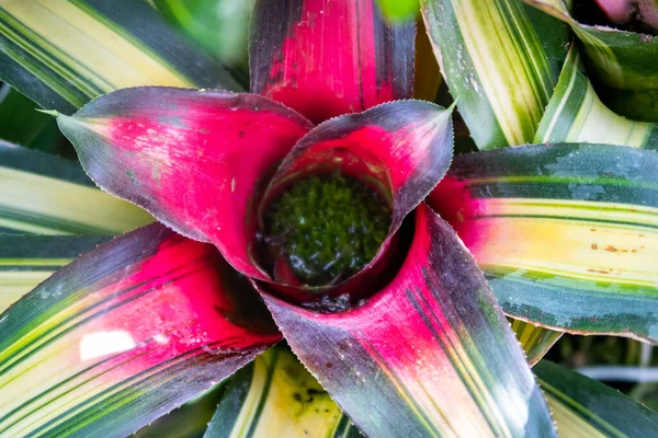 Bromeliad Bromeliaceae Flor Color Rosa Vivo Con Hojas Verdes Agua — Foto de Stock