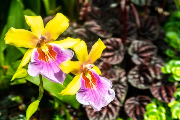 Cattleya Orquídea Vivd Flores Amarelas Rosa Com Folhas Tropicais Fundo — Fotografia de Stock