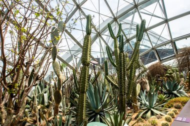 Singapur, 22 / 01 / 19.Succulent Garden in Flower Dome, Gardens by the Bay, birçok tür kaktüs, aloe, Crassulas ve Fan-şekilli kaktüs (Carnegiea gigantea, Crested Saguaro), cam çatı