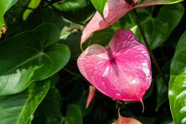 Laceleaf Anthurium Arka Planda Yeşil Yapraklı Canlı Pembe Çiçek Ayrıca — Stok fotoğraf