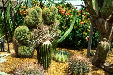 Fan şekilli kaktüs (Carnegiea gigantea F. cristata, Crested Saguaro), Crassulas ve Singapur yakınlarındaki Gardens 'taki diğer sulu bitkiler..