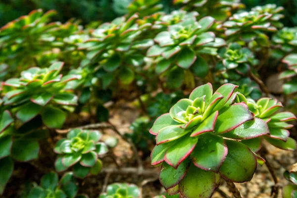 싱가포르 베이에 정원에서 수있는 매력적 로제트와 국경이 Carpet Echeveria — 스톡 사진