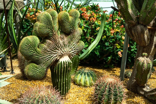 Fan şekilli kaktüs (Carnegiea gigantea F. cristata, Crested Saguaro), Crassulas ve Singapur yakınlarındaki Gardens 'taki diğer sulu bitkiler..
