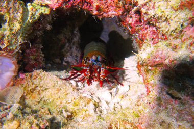 Renkli Mantis karidesi (veya Stomatopoda, Stomatopoda), mercan resifinde küçük bir mağarada saklanır. Şaşırtıcı deniz kabukluları, kırmızı gövdeli ve hareketli sapları olan gözler. Pemba Adası, Hint Okyanusu, Tanzanya.