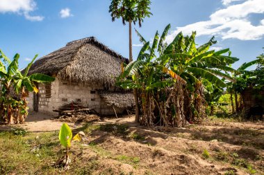 Tipik bir Afrika evi. Çamur ve çamurdan yapılmış, sazdan çatılı, palmiye ve muz ağaçları ve Tanzanya 'nın Pemba Adası' ndaki küçük tarım arazisiyle çevrili..