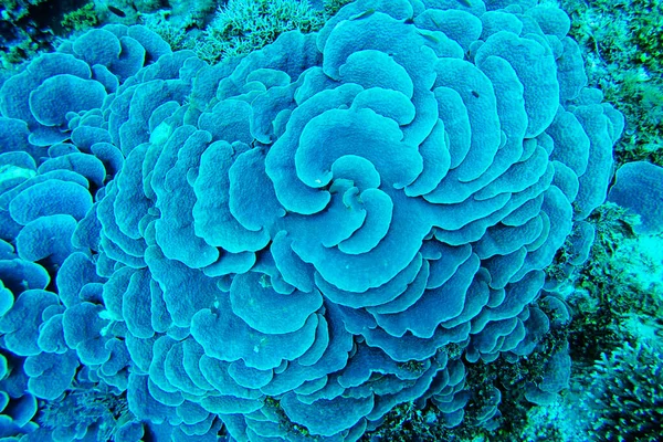 Coral Couro Repolho Azul Grande Sinularia Dura Vista Superior Oceano — Fotografia de Stock