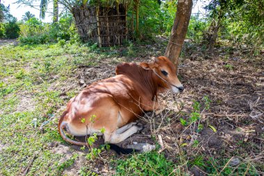 Tek küçük Zebu ineği (Bos taurus indicus), Tanzanya 'nın Pemba Adası' nda yerde yatan, bazen indiin sığırı ya da kamburu olarak da bilinir..