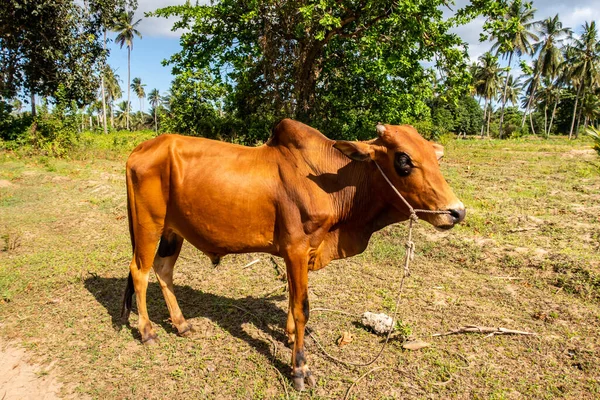 Tek Zebu ineği (Bos taurus indicus), Tanzanya 'nın Pemba Adası' nda otlayan, bazen indiin sığır veya kamburlaşmış sığır olarak da bilinir..