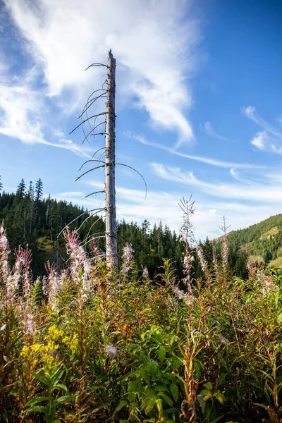 Tronc Arbre Sec Fleurs Asclépiade Rose Chamaenerion Angustifolium Dans Vallée — Photo