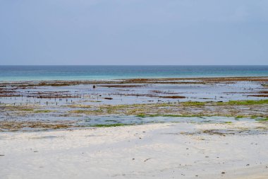 Tanzanya 'nın Pemba Adası kıyısındaki deniz yosunu (yosun) tarlaları, gelgit sırasında büyümek için kullanılan tahta çubuklarla görülür. Beyaz kumlu sahil ve turkuaz deniz manzaralı..