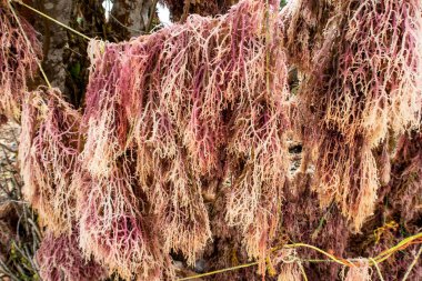 Pembe deniz yosunu (algler), Tanzanya 'nın Pemba Adası sahilinde bir iple asılarak kurutuluyor. Makro görünümü kapat.