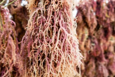 Pembe deniz yosunu (algler), Tanzanya 'nın Pemba Adası sahilinde bir iple asılarak kurutuluyor. Makro görünümü kapat.