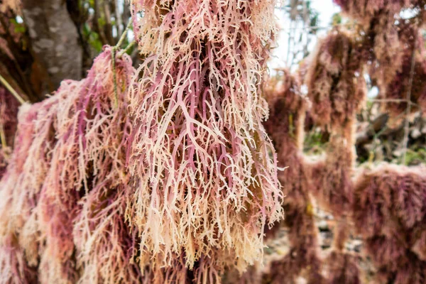 Algas Rosadas Algas Secándose Colgando Una Cuerda Playa Isla Pemba —  Fotos de Stock