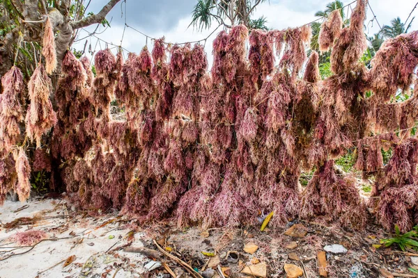 Pembe yosun (yosun), Tanzanya 'nın Pemba Adası sahilinde bir ipte asılı olarak kurutuluyor..