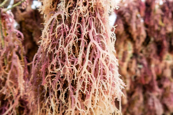 Pembe deniz yosunu (algler), Tanzanya 'nın Pemba Adası sahilinde bir iple asılarak kurutuluyor. Makro görünümü kapat.