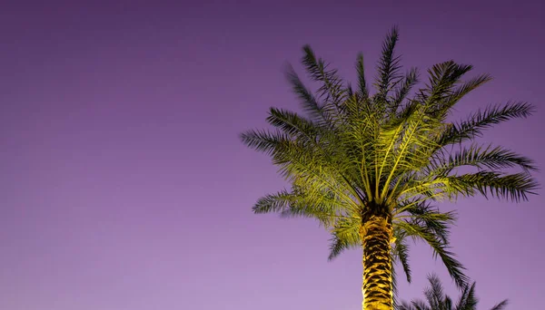Tło Krajobrazu Oświetloną Jasną Palmą Fioletowym Tle Nieba Wieczorem Dubaj — Zdjęcie stockowe