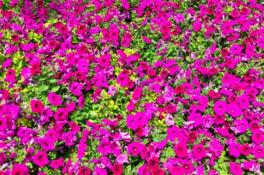 Petunya çiçekleri, Quranic Park, Dubai, BAE 'nin bahçelerinde çiçek açan yoğun pembe çiçekler..
