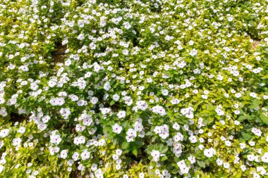 Petunia axillaris (büyük beyaz petunya, vahşi beyaz petunya, beyaz ay petunyası) Quranic Park, Dubai, BAE bahçelerinde çiçek açan birçok çiçek başıyla birlikte çiçek açtı..
