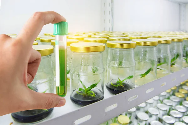 Research Herbal Medicine Lab Test Pharmaceutical Shaker Plant Growth Experiments — Stock Photo, Image