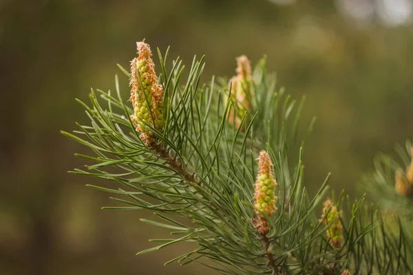 Reproduction of coniferous trees. Green twigs of pine tree with strobiles, pollen and buds close-up. Green twigs of pine tree with strobiles, pollen and buds close-up.