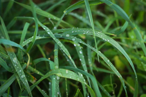 Background of a green grass. Green grass texture