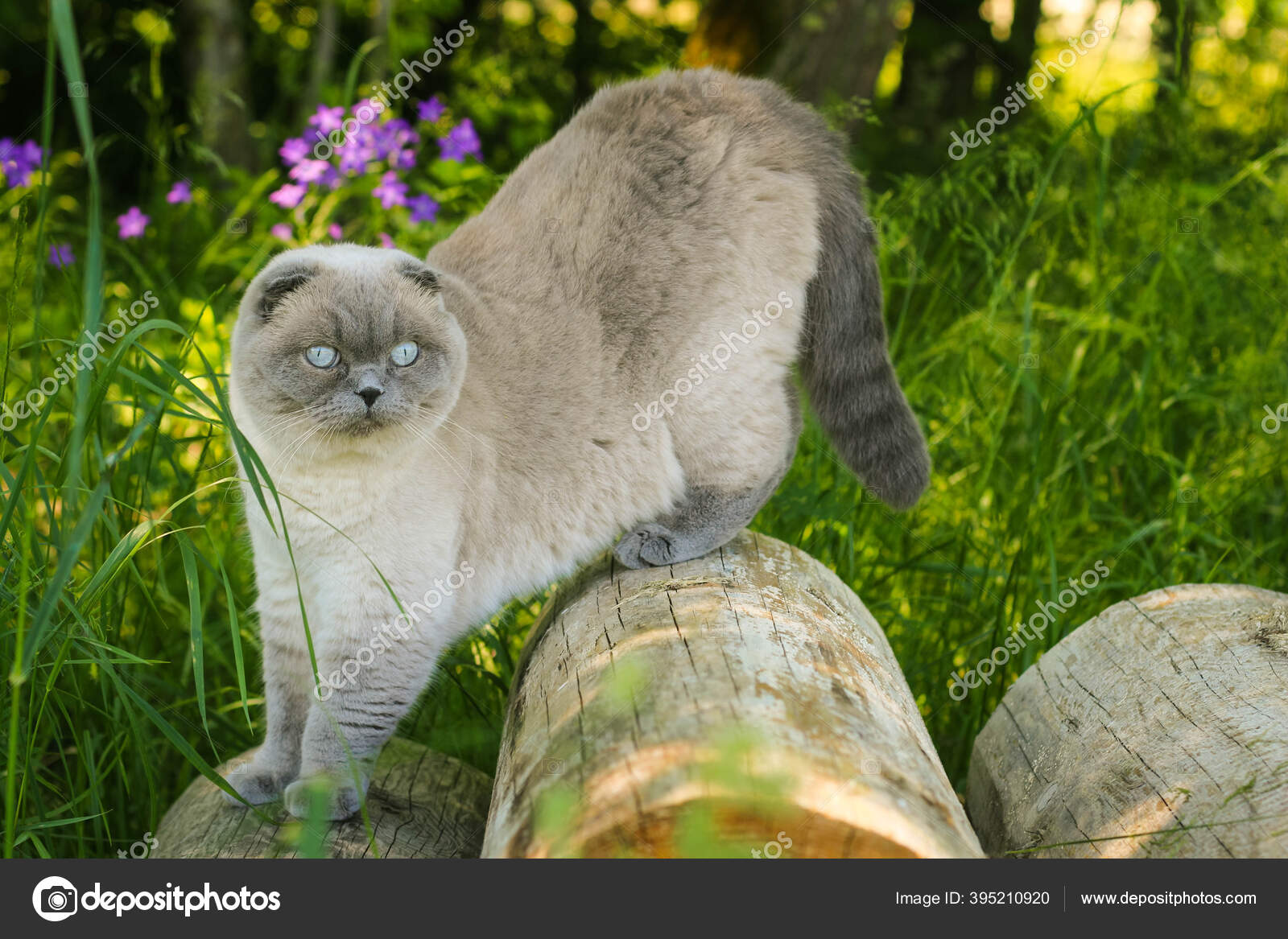 Kucing Scottish Fold Abu Abu Lucu Berjalan Dan Makan Rumput Stok Foto C Farkata Yandex Ru 395210920