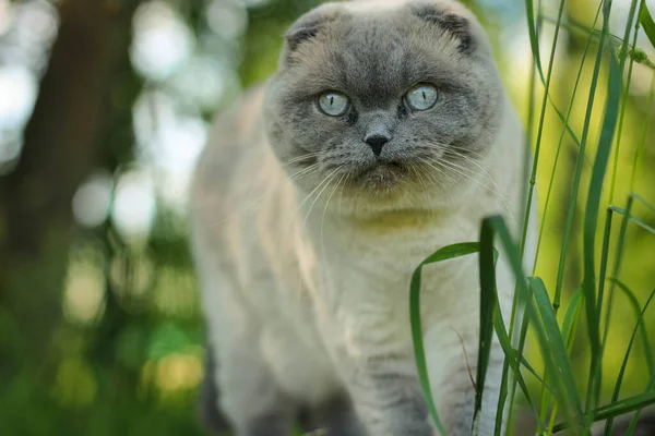 Funny grey Scottish fold cat walking and eating grass. Portrait of a funny cat.