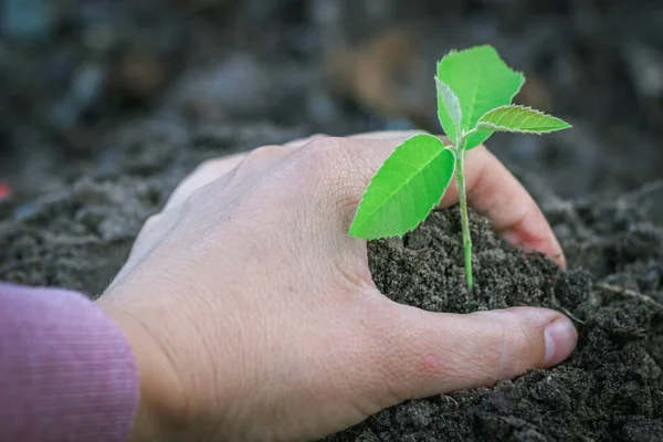 Hand protecting a green young plant with growing in the soil on blurred background. Conservation of cultural breeds of agriculture.