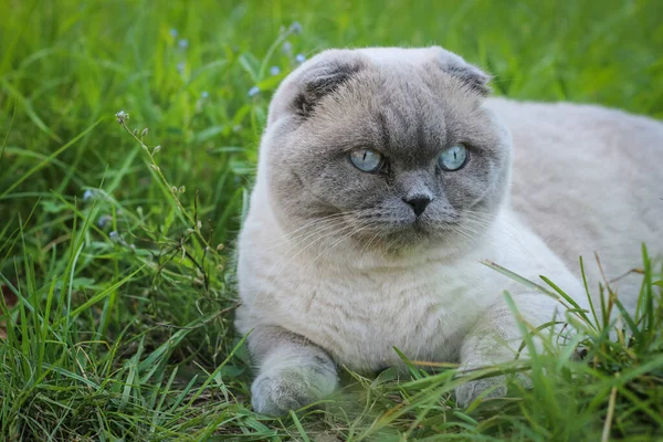 Funny grey Scottish fold cat eating grass. Portrait of a funny cat.