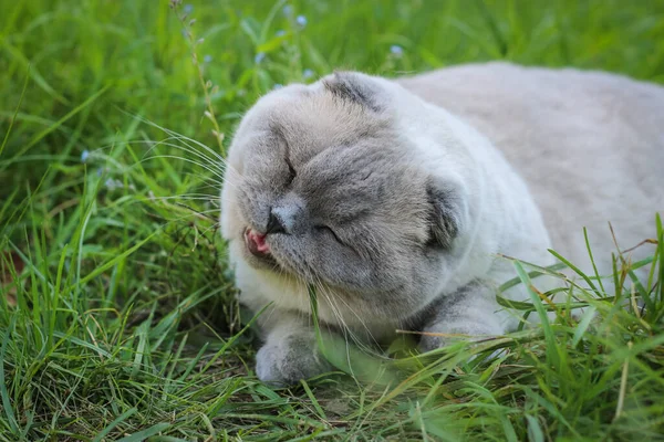 Funny grey Scottish fold cat eating grass. Portrait of a funny cat.