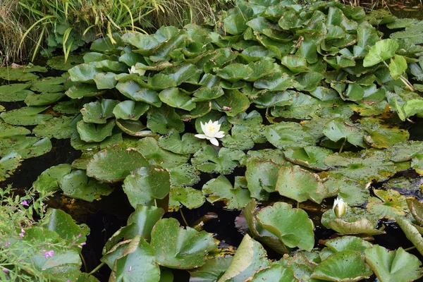 Photo Avec Merveilleux Lotus Blanc — Photo