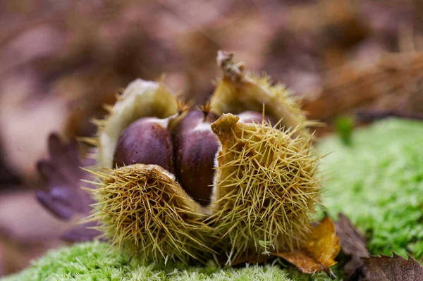 Close-up of chestnuts in the middle of autumn