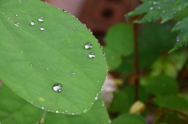Yeşil yaprakların üzerine yağmur damlaları