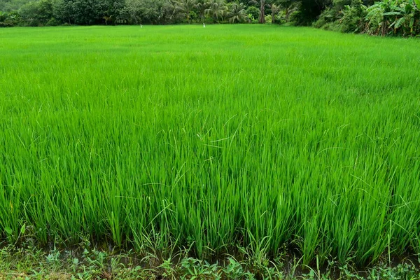 Campos Arroz Verde Tailândia — Fotografia de Stock