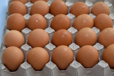 Yumurtalar mukavva desteğinde. Yumurtalar için kağıt tepsi.