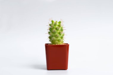 Ayrı bir arka planda plastik bir tencerede dikenli kaktüs.