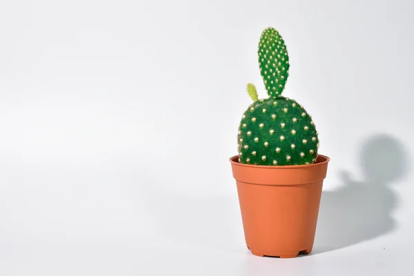 Cactus Qui Ont Des Épines Dans Pot Plastique Sur Fond Images De Stock Libres De Droits