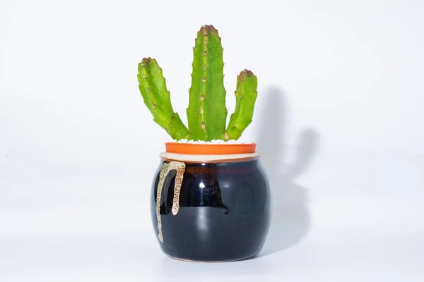 Cactus Ramifiés Des Deux Côtés Dans Pot Céramique Sur Fond — Photo