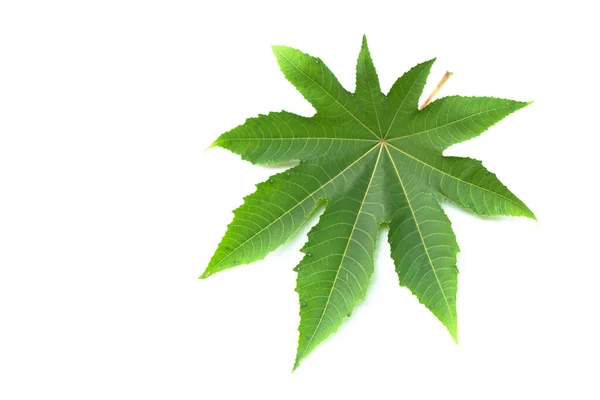 Multi Lobed Leaf Isolated White Background — Stock Photo, Image